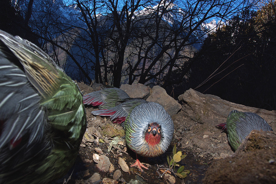 血雉，云南德钦梅里雪山，2010，董磊 发表于《中国摄影》2020年第8期.jpeg