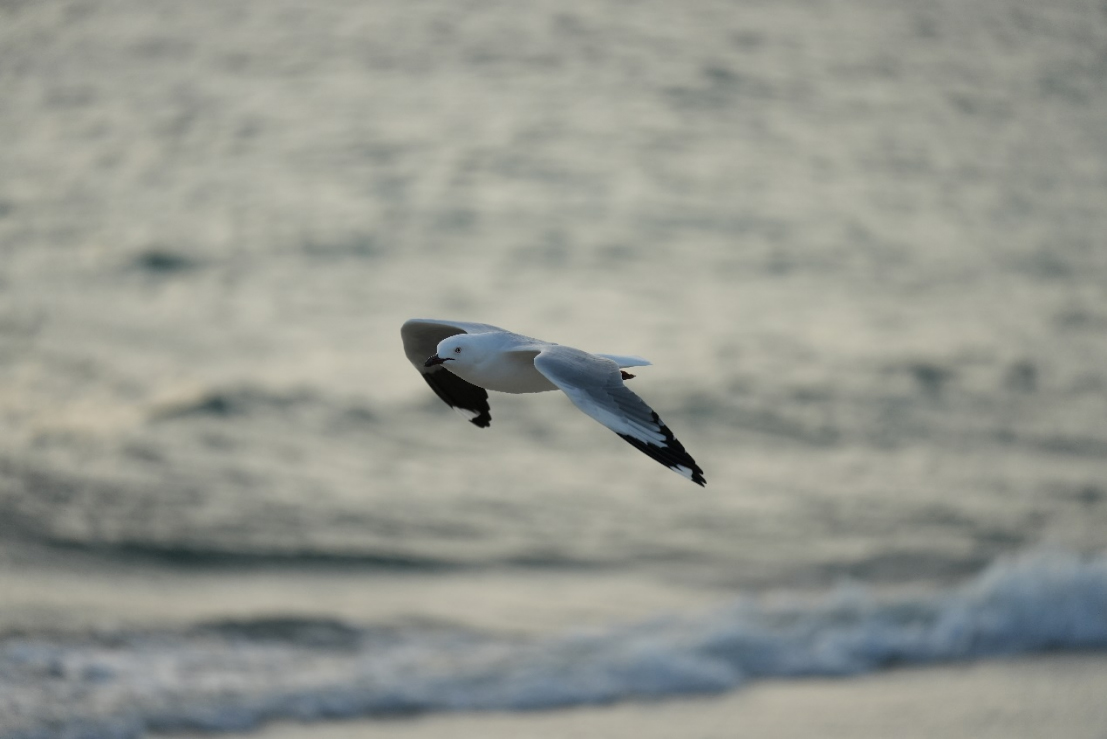 索尼发布新一代小三元FE 70-200mm F4 Macro G OSS II镜头1310.jpg