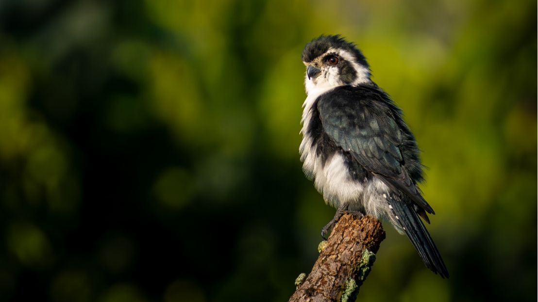 索尼最轻F2.8超远摄G大师镜头FE 300mm F2 拷贝.8 GM OSS发布965.jpg