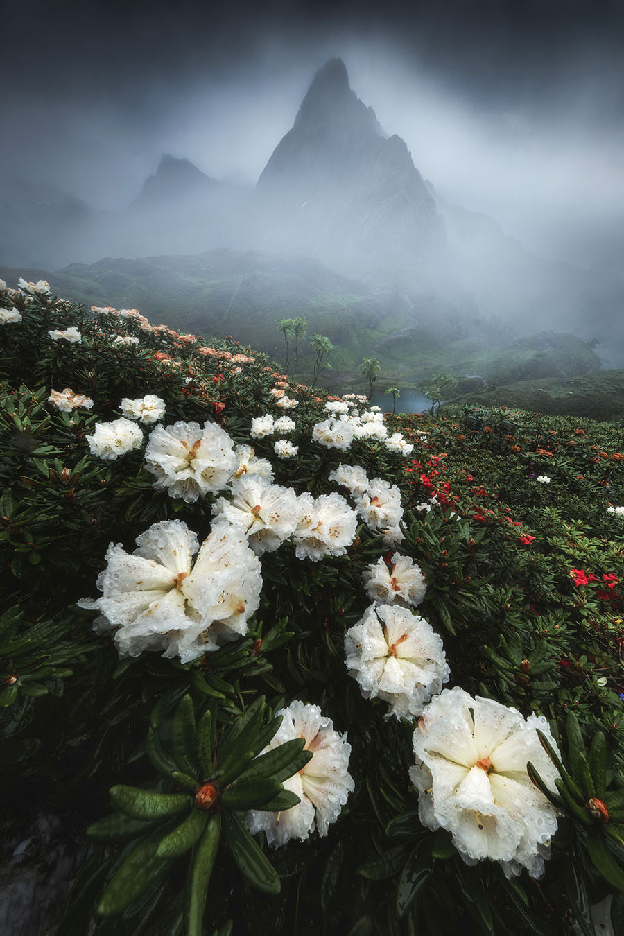南极洛高山杜鹃林.jpg