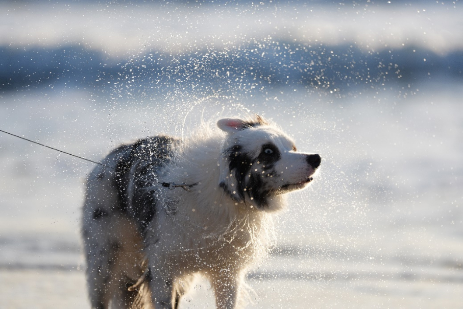 20251202_1764689170747895.jpg Alpha 7 V新闻稿final-12021735 拷贝.jpg