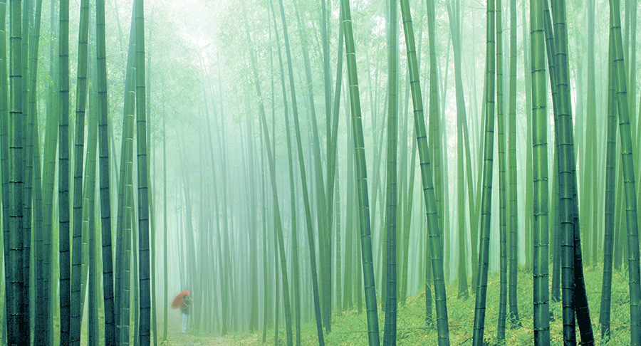 20260119_1768806077178660.jpg 王源清+竹林晨曦+南昌市.jpg