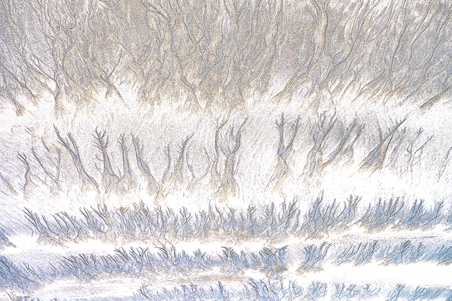 应吟红 金沙潮汐树 (1).jpg