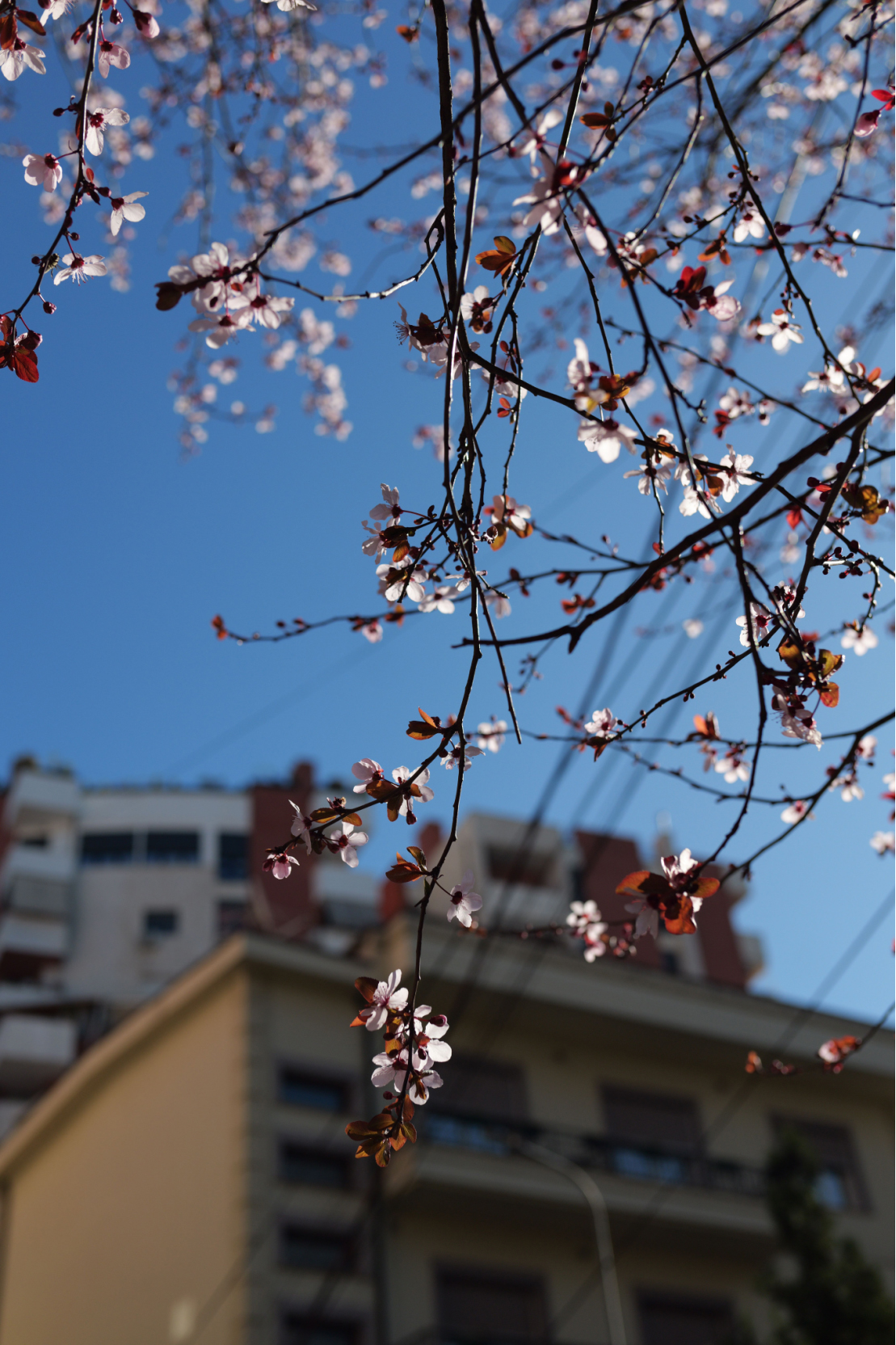 小美好，轻上镜｜LUMIX S 40mm F2 正式发布，S9新色同步登场(1)2202 拷贝.jpg